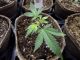 Estudian efectos de uso de marihuana durante embarazo